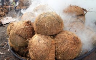 batok kelapa menyehatkan